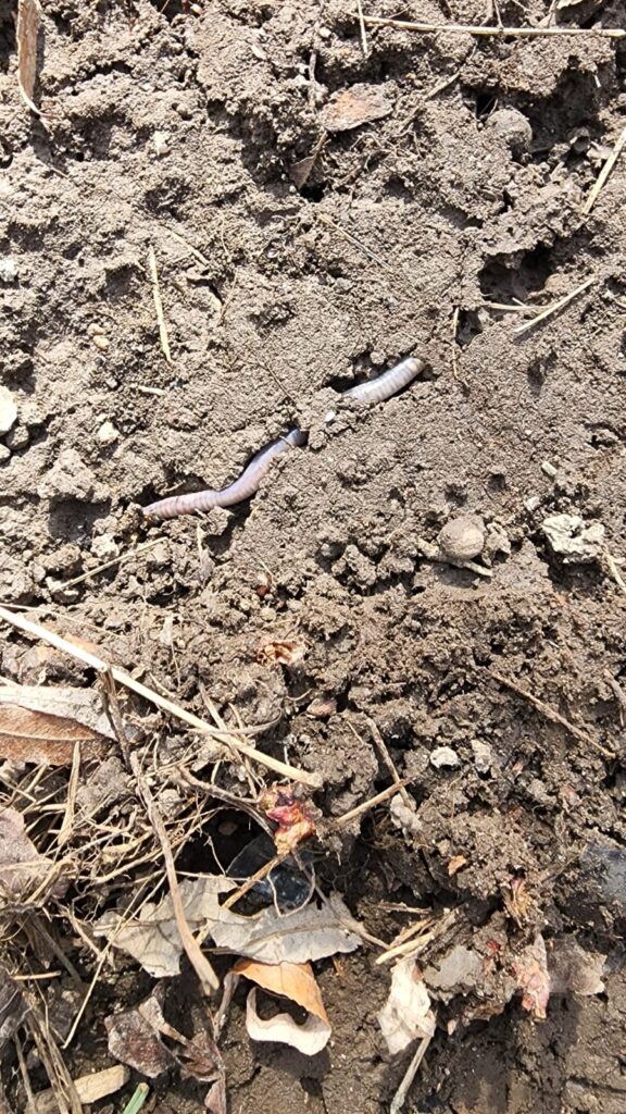 Soil and worm